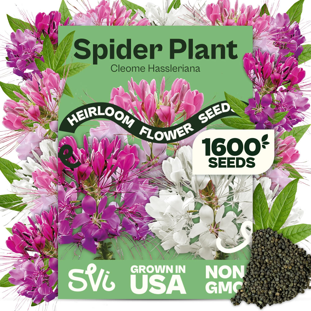 SVI Spider Plant Seeds packet with multi-colour flower images