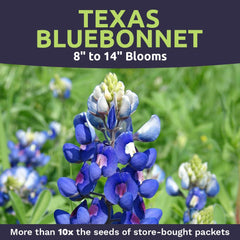 SWEET YARDS Bluebonnet seeds with planting instructions