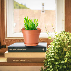 SwinDuck small plant pot with succulent inside