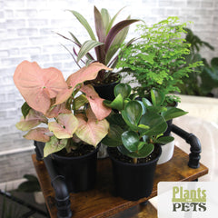 Syngonium plant displayed in a stylish indoor setting