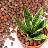 T4U Pebbles for Plants 1.5 QT LECA clay balls natural brown colour