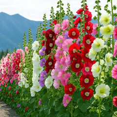 Tall hollyhock plants displaying mixed colors