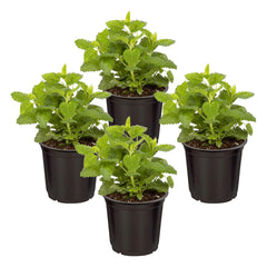 The Three Company Eucalyptus 4 Pack front view with vibrant foliage