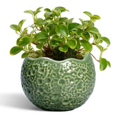 Thirtypot 4.5 Inch Ceramic Plant Pot green front view