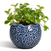 Thirtypot 4 Inch blue ceramic plant pot with drainage hole front view