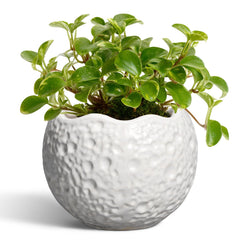 Thirtypot 4 Inch Ceramic Plant Pot in white front view