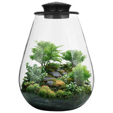 Tideme Mini Desktop Glass Plant Terrarium clear design front view
