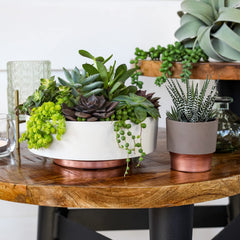 Top view of The HC Companies 6 Inch Round Plastic Succulent Capri Bowl with small plants