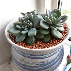 TOYPOPOR Clay Pebbles displayed in a decorative arrangement