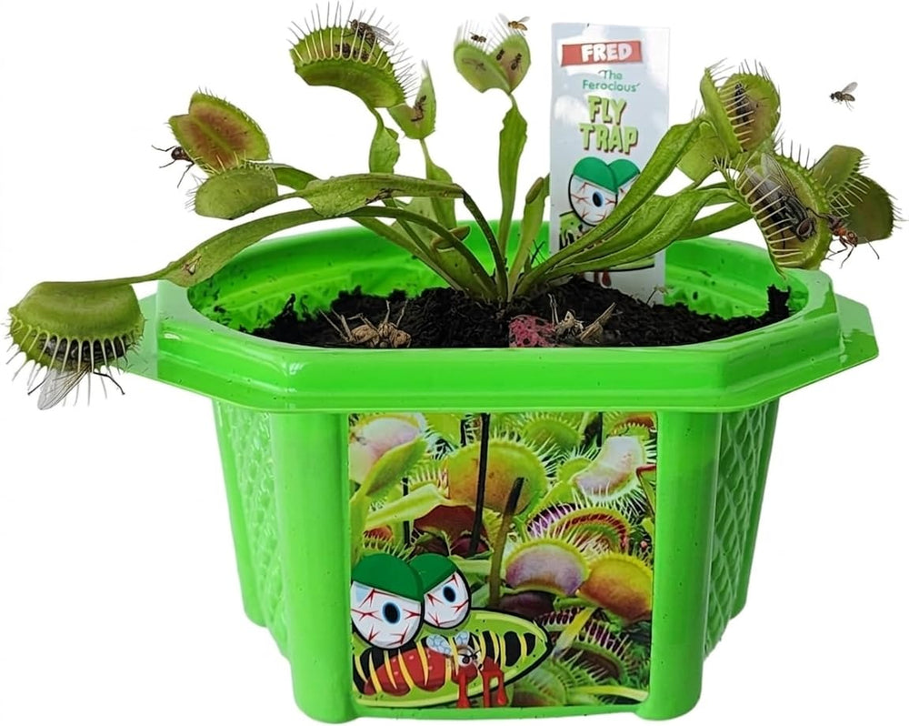 TOYS BY NATURE Micro Dome Terrarium Kit with Fred The Ferocious Flytrap