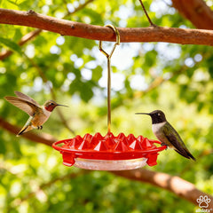 two allslotx hummingbird feeders with cleaning brush and hook