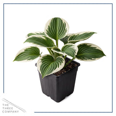 Two Hosta Patriot plants in 1 Qt pots