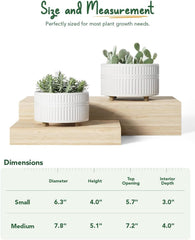 Two LE TAUCI succulent pots displayed together on a windowsill