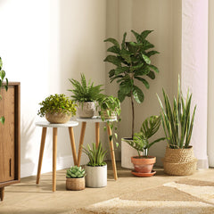 Uneedem Wood Mid Century Plant Stand side view with plant