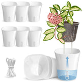 Vandorelle 4" self-watering pot, clear inner cup showcasing design