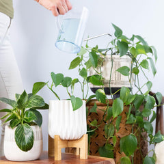 Various houseplants being fed with fertilizer solution