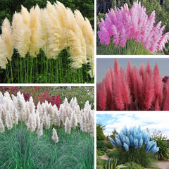 Vibrant Pampas Grass in garden setting