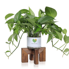 Vigordream Wooden Plant Stand front view with a walnut finish