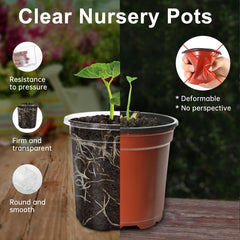 WandaQueen 5 inch clear nursery pot on a wooden table