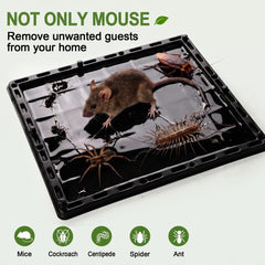 Wanqueen Glue Trap showing peanut taste pheromone
