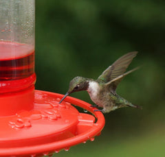 Wide mouth of Rocky Mountain Goods Hummingbird Feeder for easy filling