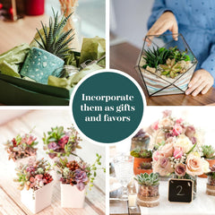 Wild Rosette Succulent collection in decorative pots on a table