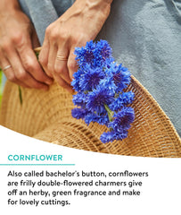 Wildflowers blooming from Burpee Cutting Mix in garden
