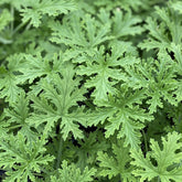 Wivolibe Citronella Plant Seeds package front view