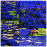 Wivolibe Creeping Thyme Seeds package front view