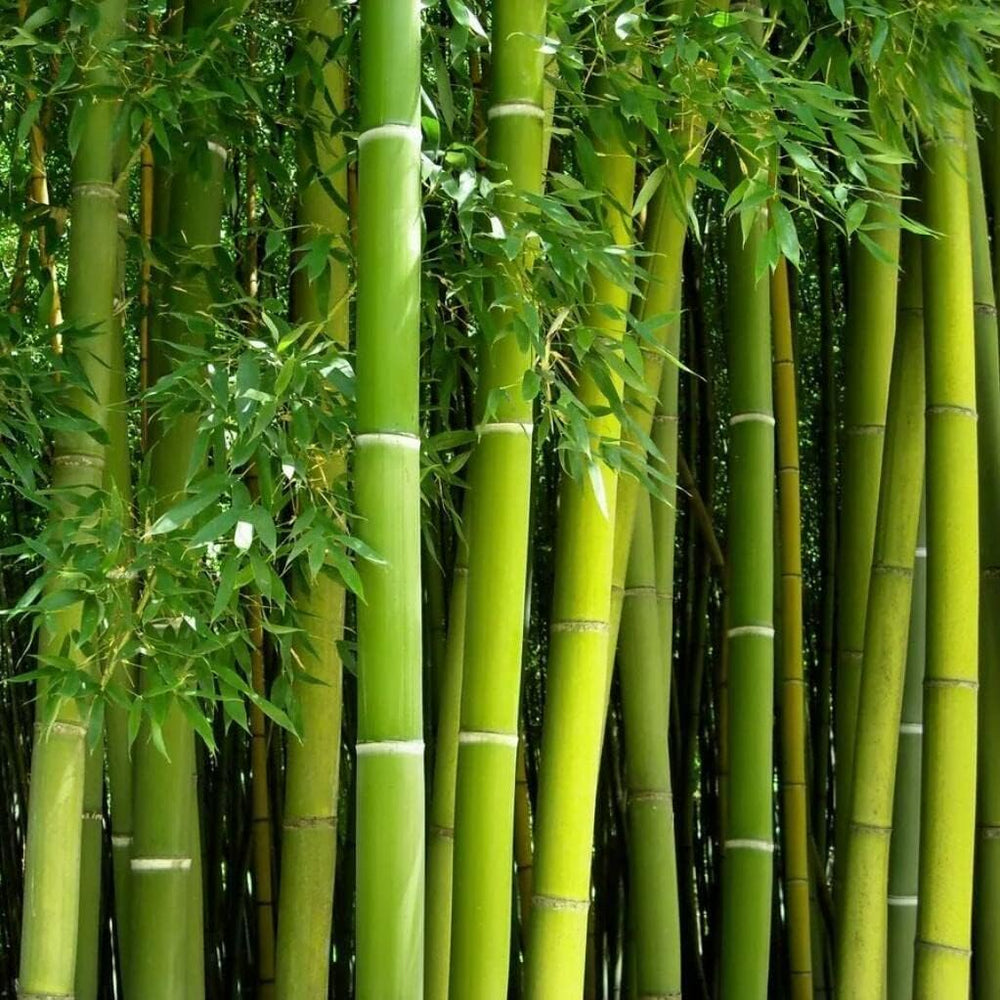 Wivolibe Giant Bamboo Seeds package front view with seed details