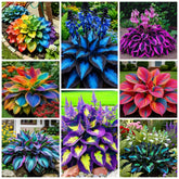 Wivolibe Hosta Seeds package front view with vibrant green design