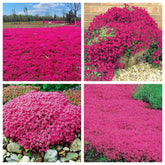 Wivolibe Red Creeping Thyme Seeds pack front view with seed details