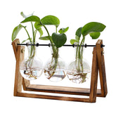 XXXFLOWER Plant Terrarium with wooden stand and three bulb vases