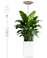 yadoker Grow Light Walnut Grain finish front view