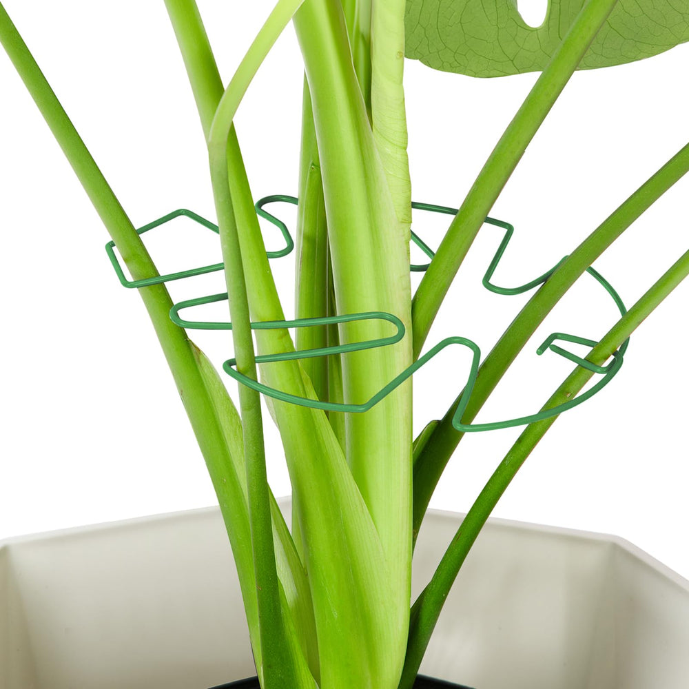 Yeomant 6PCS Iron Monstera Plant Support Stakes, green colour, front view