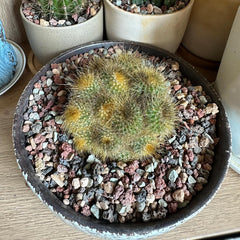 YISZM 5lb potting mix next to indoor plants