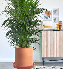 Yukfona terracotta plant saucer on wooden table
