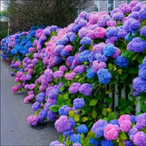ZEshops Hydrangea Seeds packet front view with mixed colour seeds