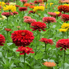 Zinnia California Giant Flower Seeds 8 Oz bulk pack front view