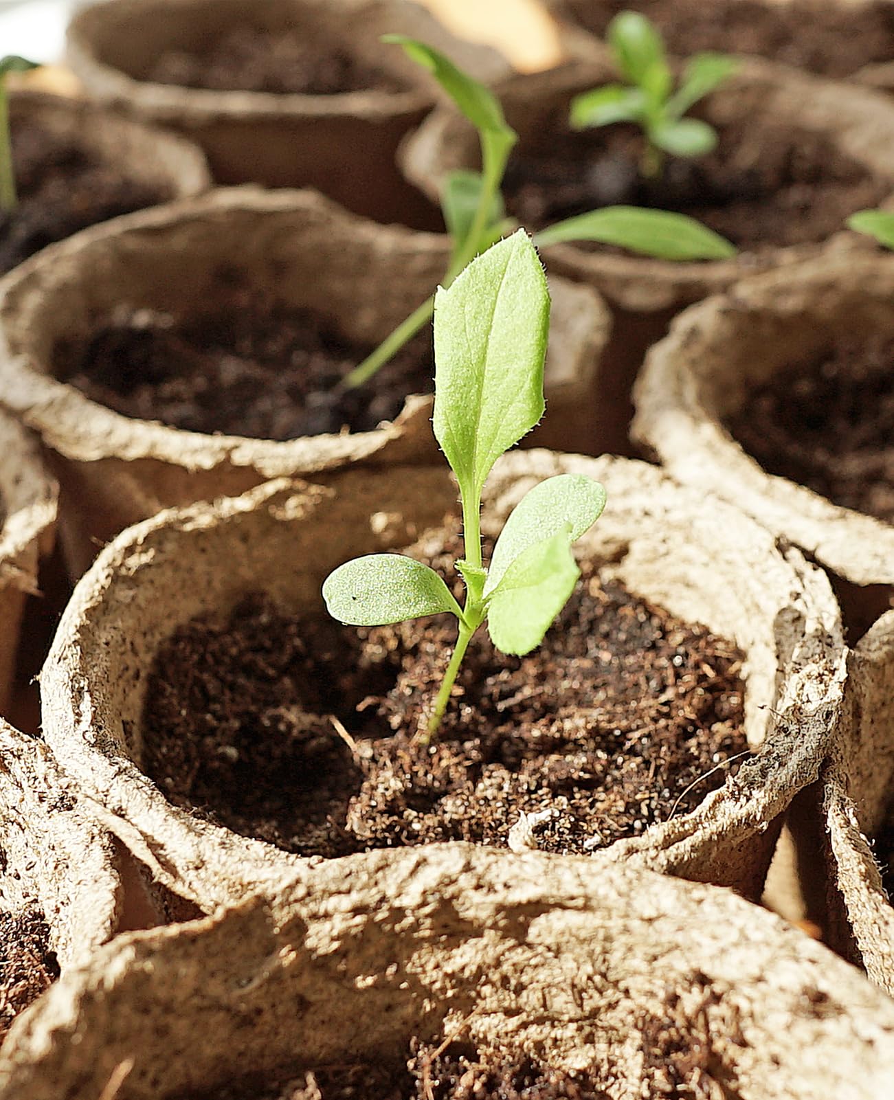 4-inch peat pot with a seedling inside