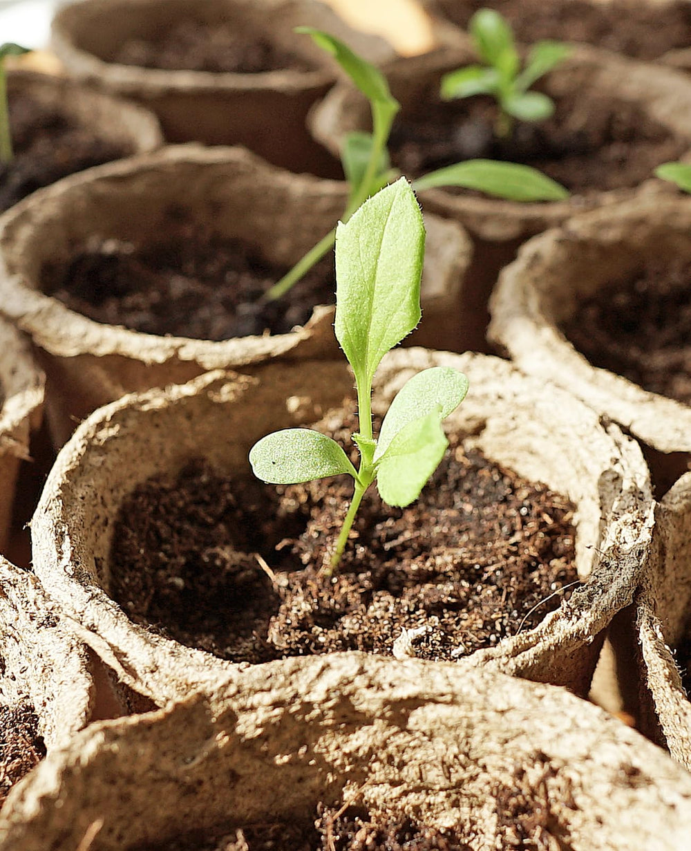 4-inch peat pot with a seedling inside
