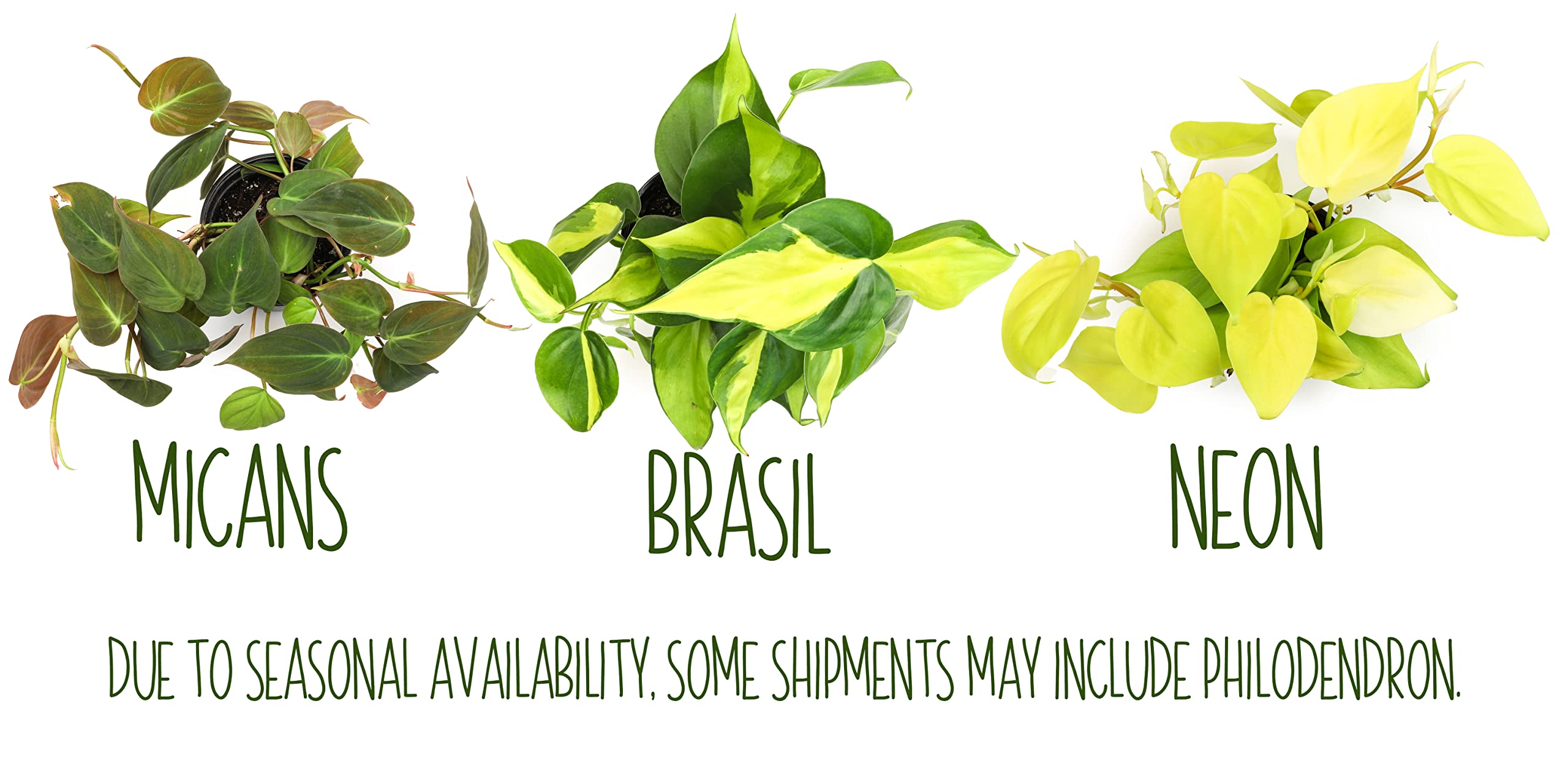 4-pack of live pothos plants with care instructions