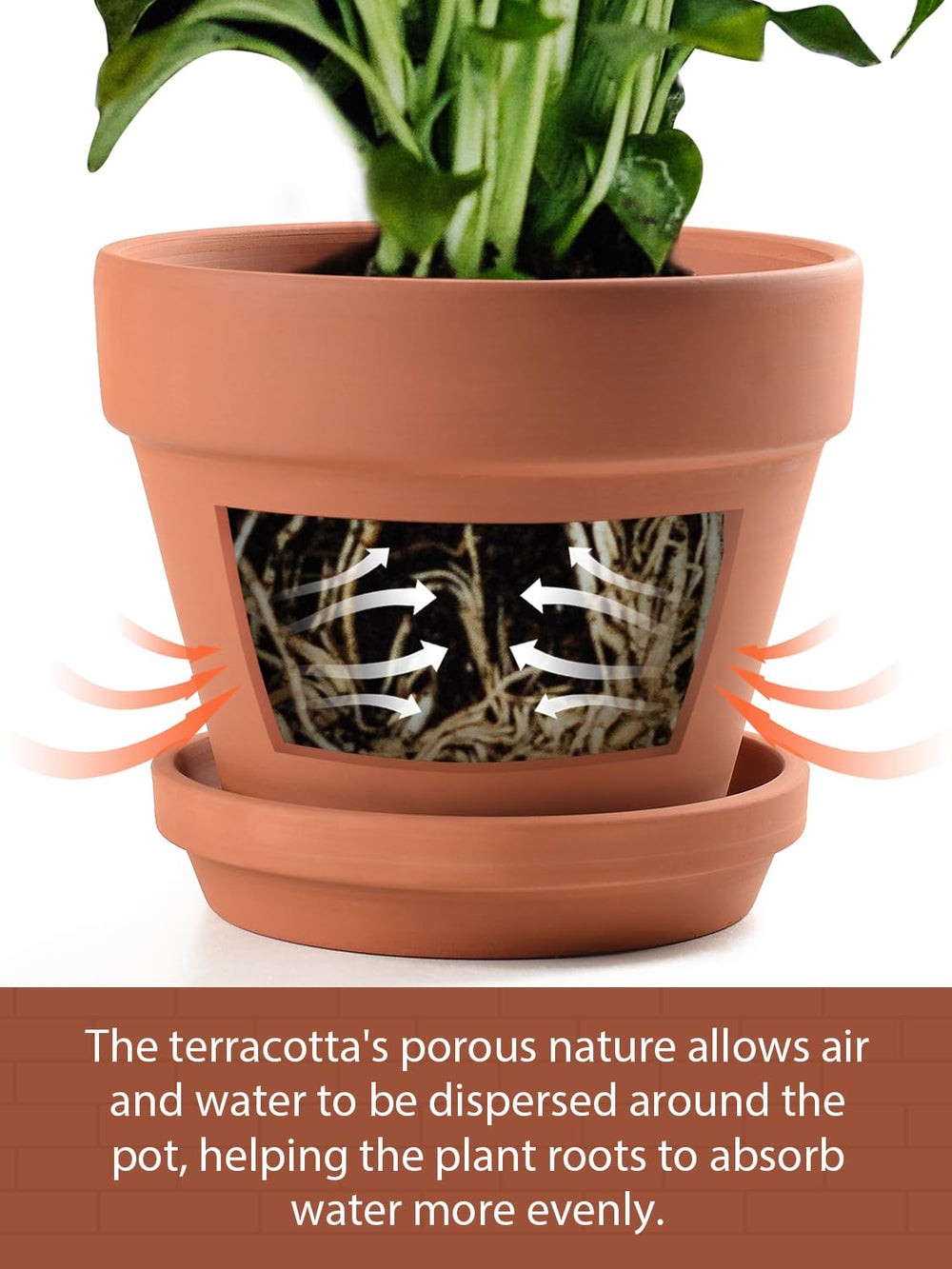 6-inch terracotta pot with succulent plant