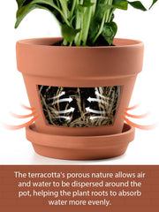 6-inch terracotta pot with succulent plant