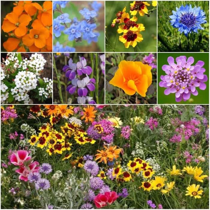 A close-up of blooming wildflowers attracting butterflies