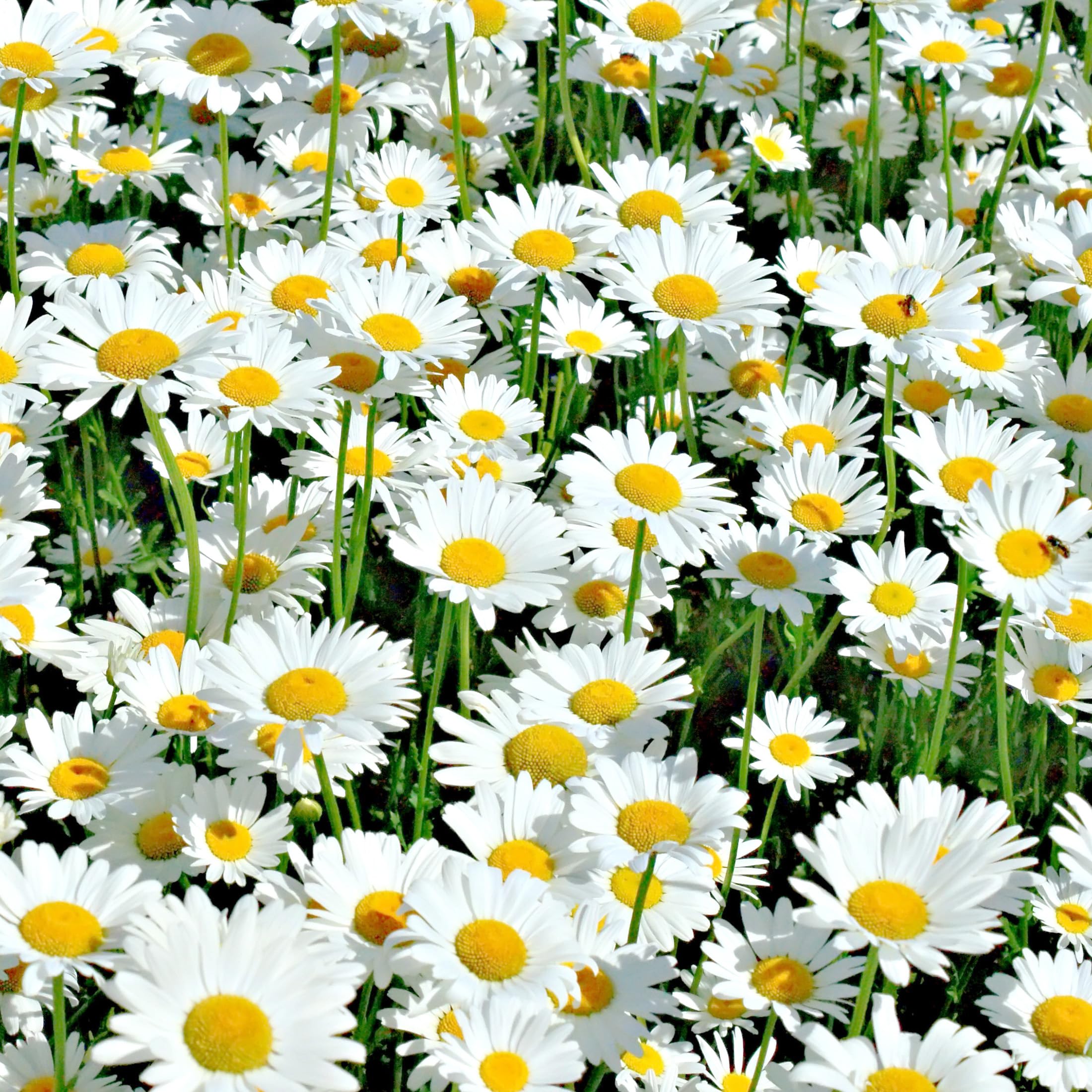 A field of blooming Shasta Daisies