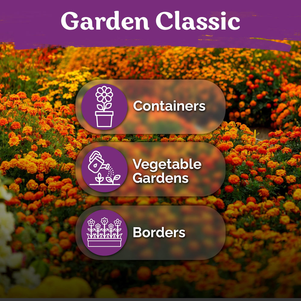 A garden displaying vibrant KVITER French Marigolds