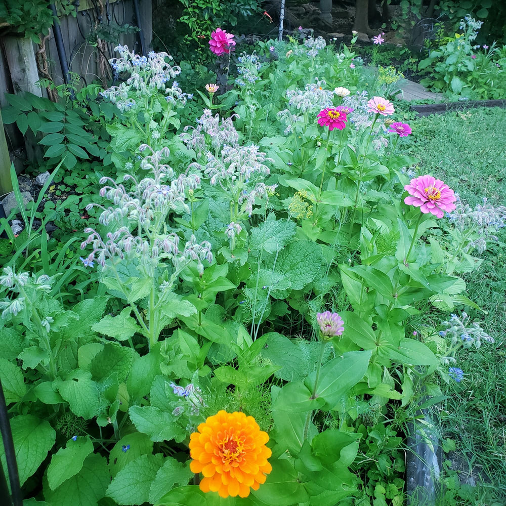 A variety of wildflowers attracting pollinators