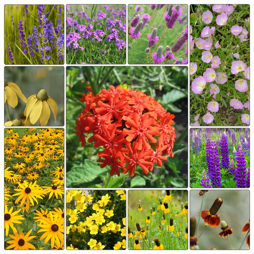A variety of wildflowers grown from Groundio seeds in full bloom