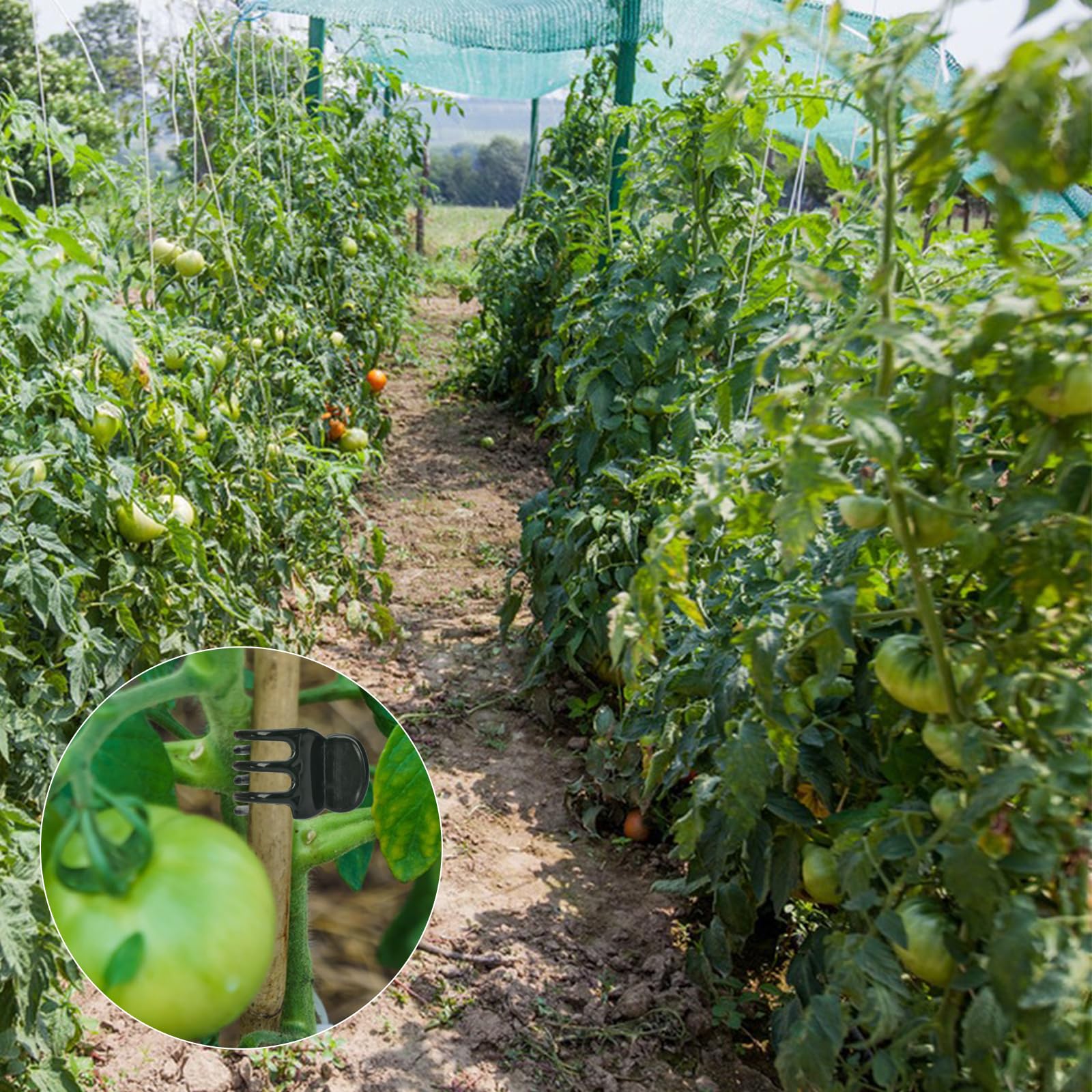 AccEncyc plant clips secured to a trellis